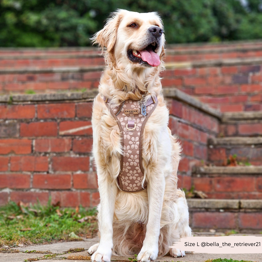 Great Pyrenees Collar Pyrenees Puppies Best Shock Collar For Great