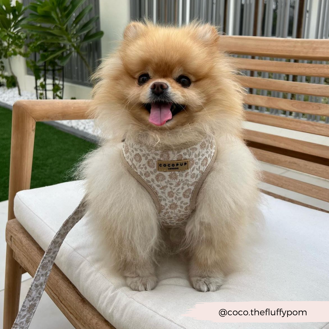 Luxe Garden Meadow Adjustable Neck Harness Lead Collar Bundle