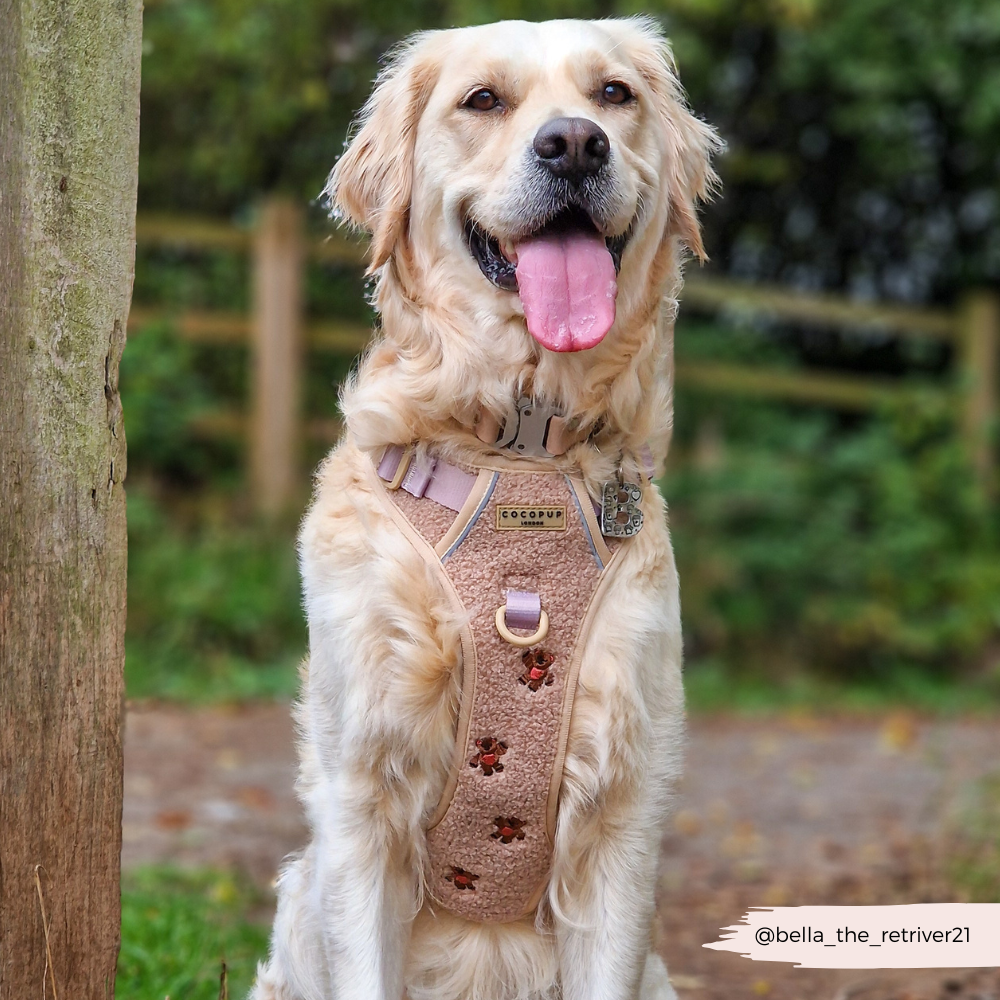 Explore Harness - Theo Embroidered Teddy