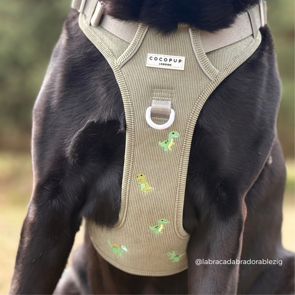 A close-up of a black dog wearing a green corduroy harness with small embroidered dinosaur motifs, photographed outdoors.