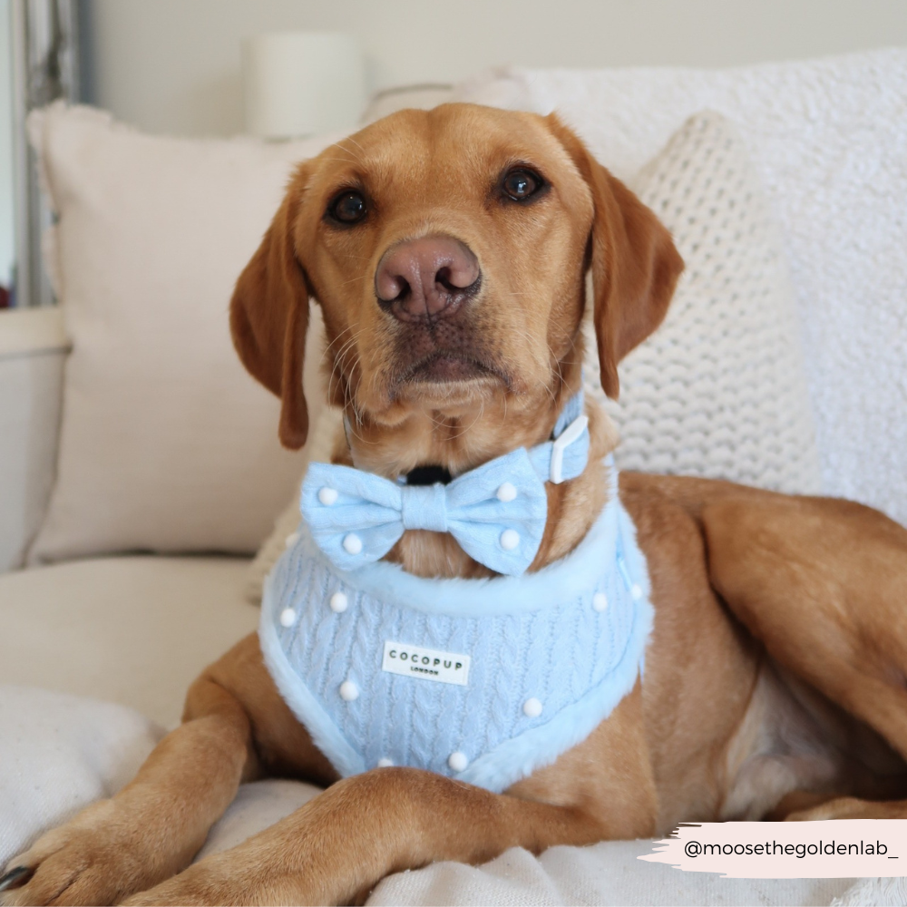 Snowpaws Adjustable Neck Harness, Lead & Collar Bundle