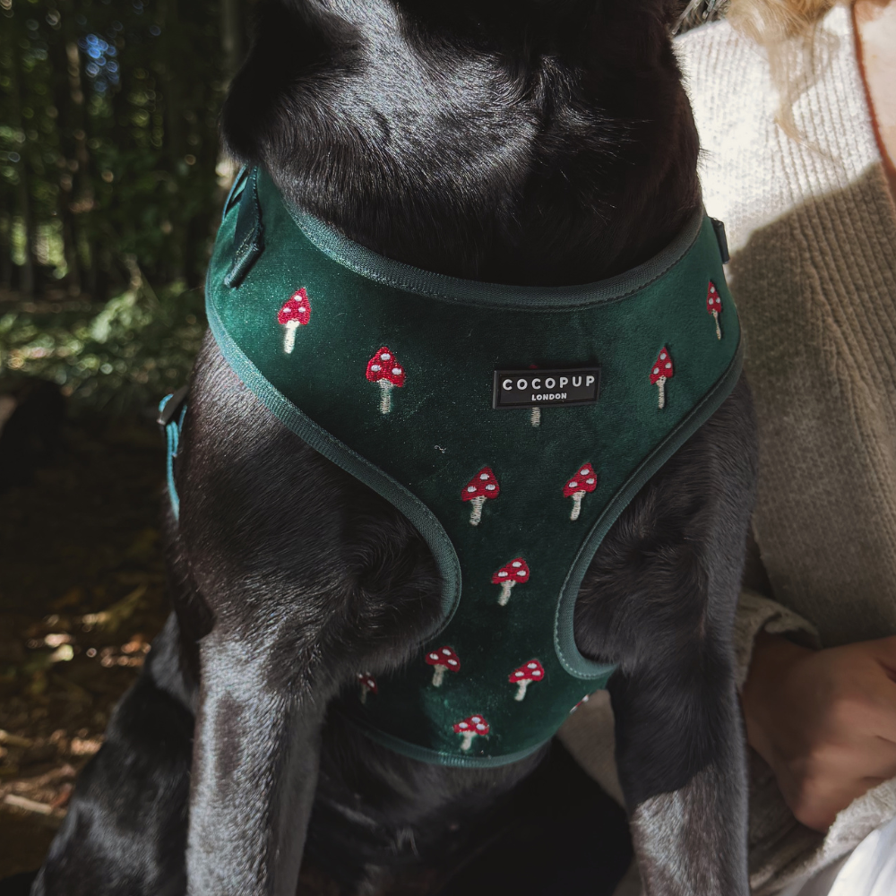 Toadstool Trails Adjustable Neck HARNESS