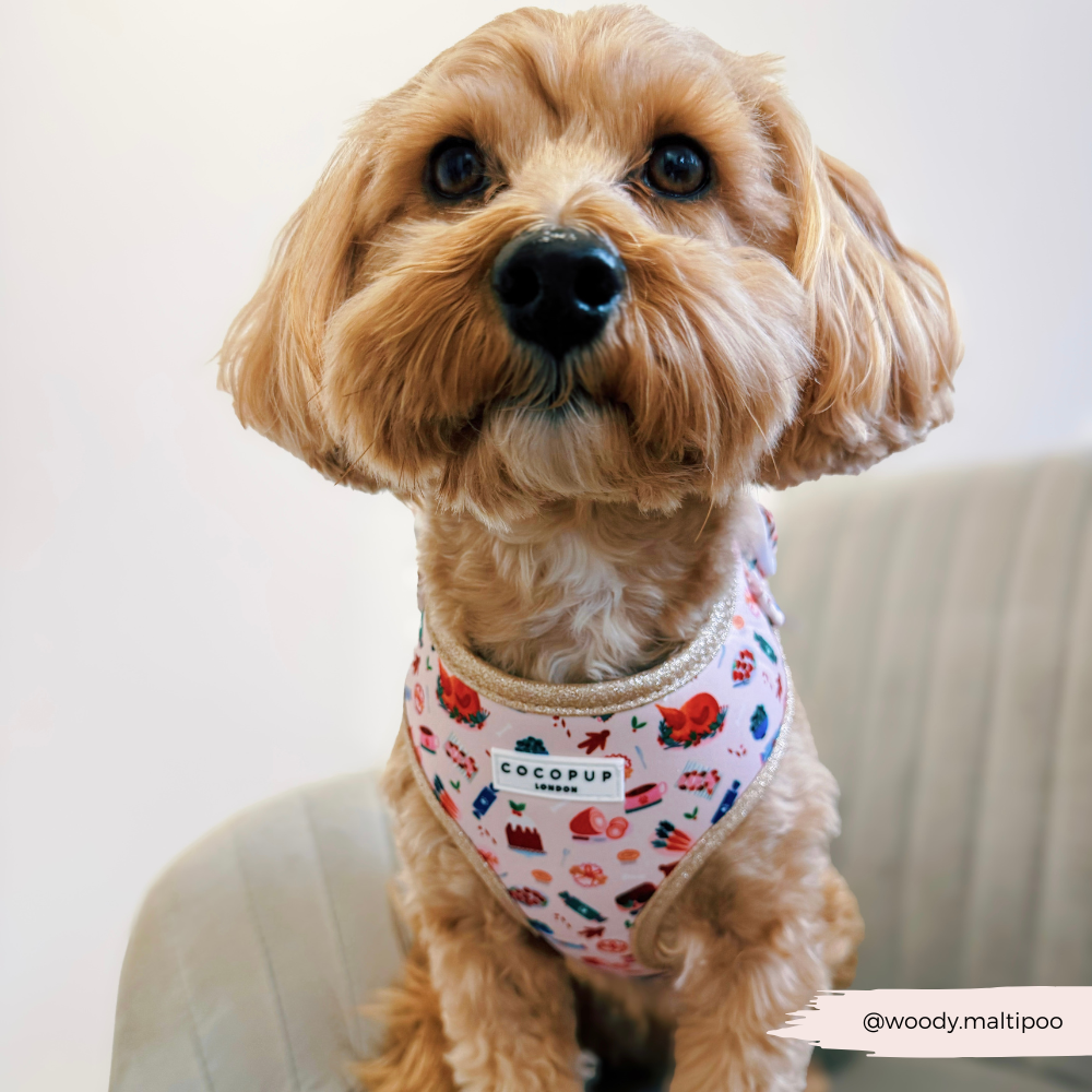 Cracking Christmas Dinner Adjustable Neck HARNESS