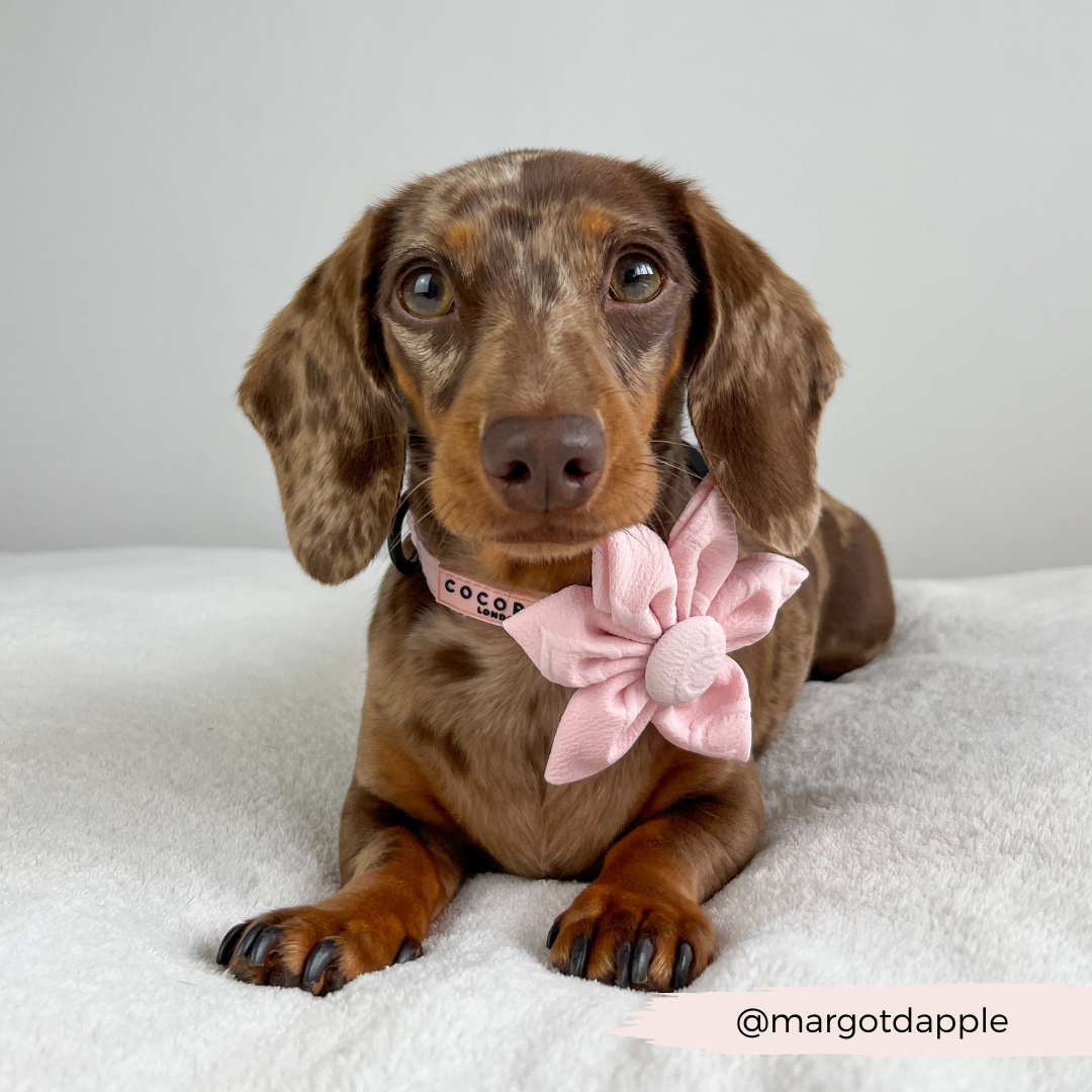 LUXE Baby Pink Heart Collar Flower