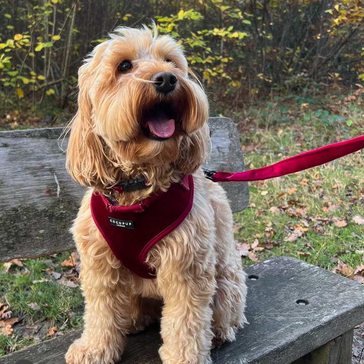 LUXE Velvet Adjustable Neck Harness - Berry Red