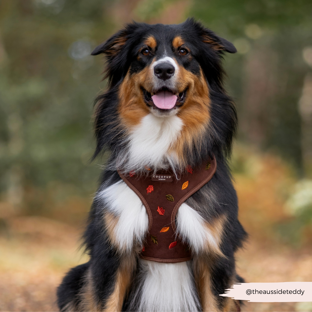 Pawtumn Leaves Adjustable Neck Harness, Lead & Collar Bundle