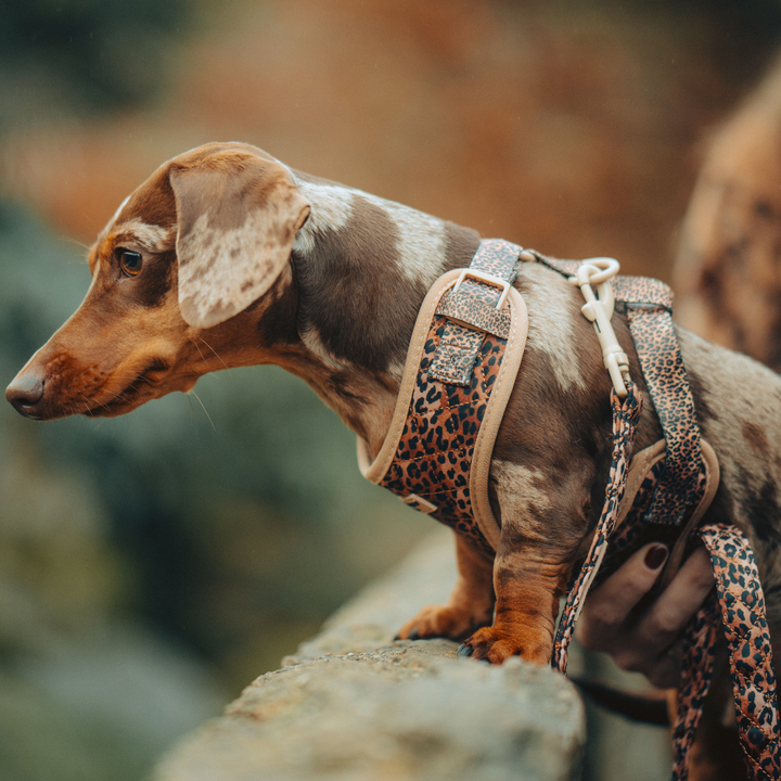 Quilted Leopard Pup Adjustable Neck Harness