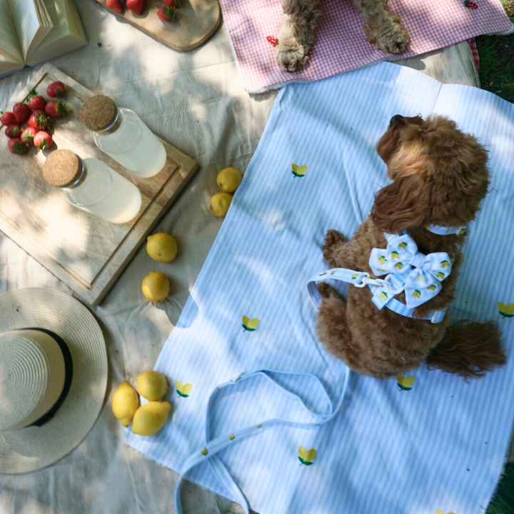 Blanket - Living La Vida Lemon