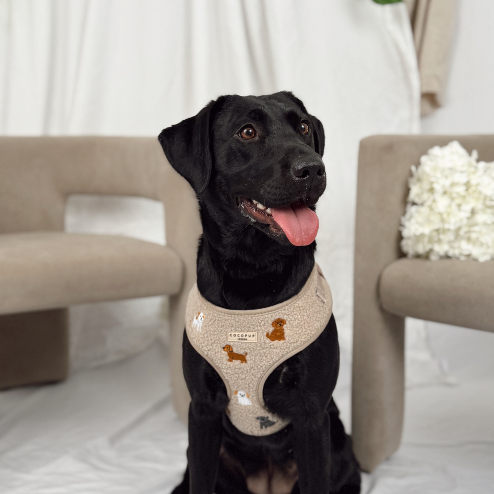 Ralph & Friends Mocha Teddy Adjustable Neck Harness, Lead & Collar Bundle