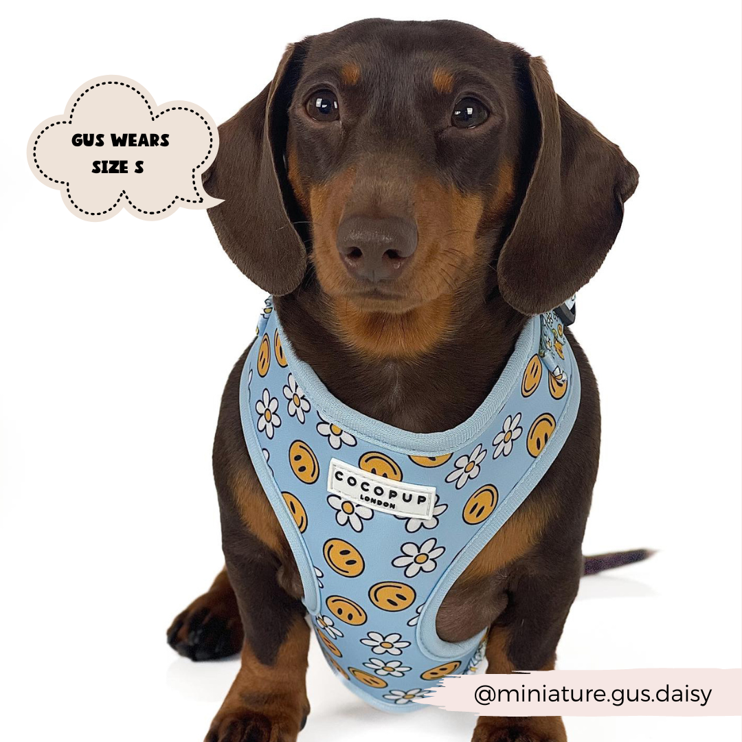 Smiley Pawty Tent Adjustable Neck Harness, Lead & Collar Bundle
