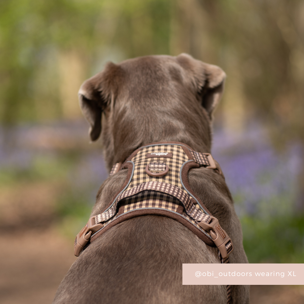 Explore Harness - Cotswold Check