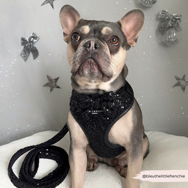 Limited Edition Sparkle Season Black Adjustable Neck Harness, Lead & Collar Bundle