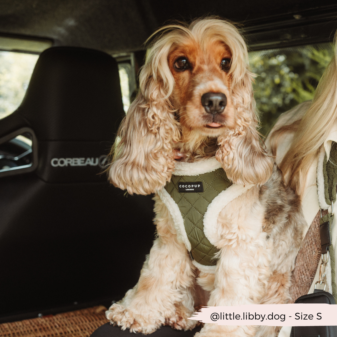 Cocker Spaniel Julius K9 Dog Collars Khaki Quilted Adjustable Neck