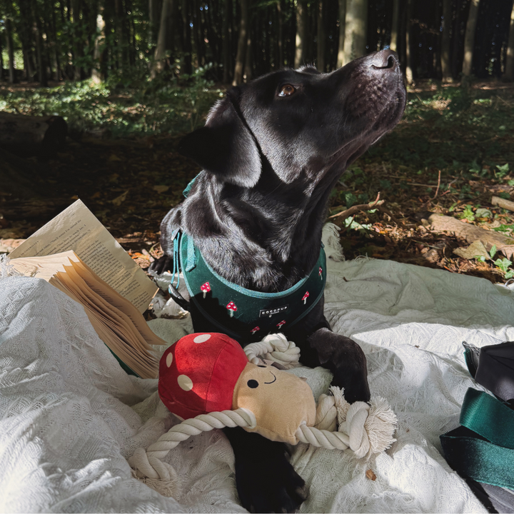 Toadstool Trails Adjustable Neck Harness, Lead & Collar Bundle