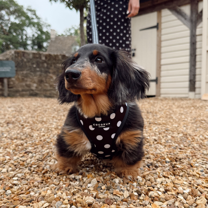 Satin Polka Dot Adjustable Neck HARNESS