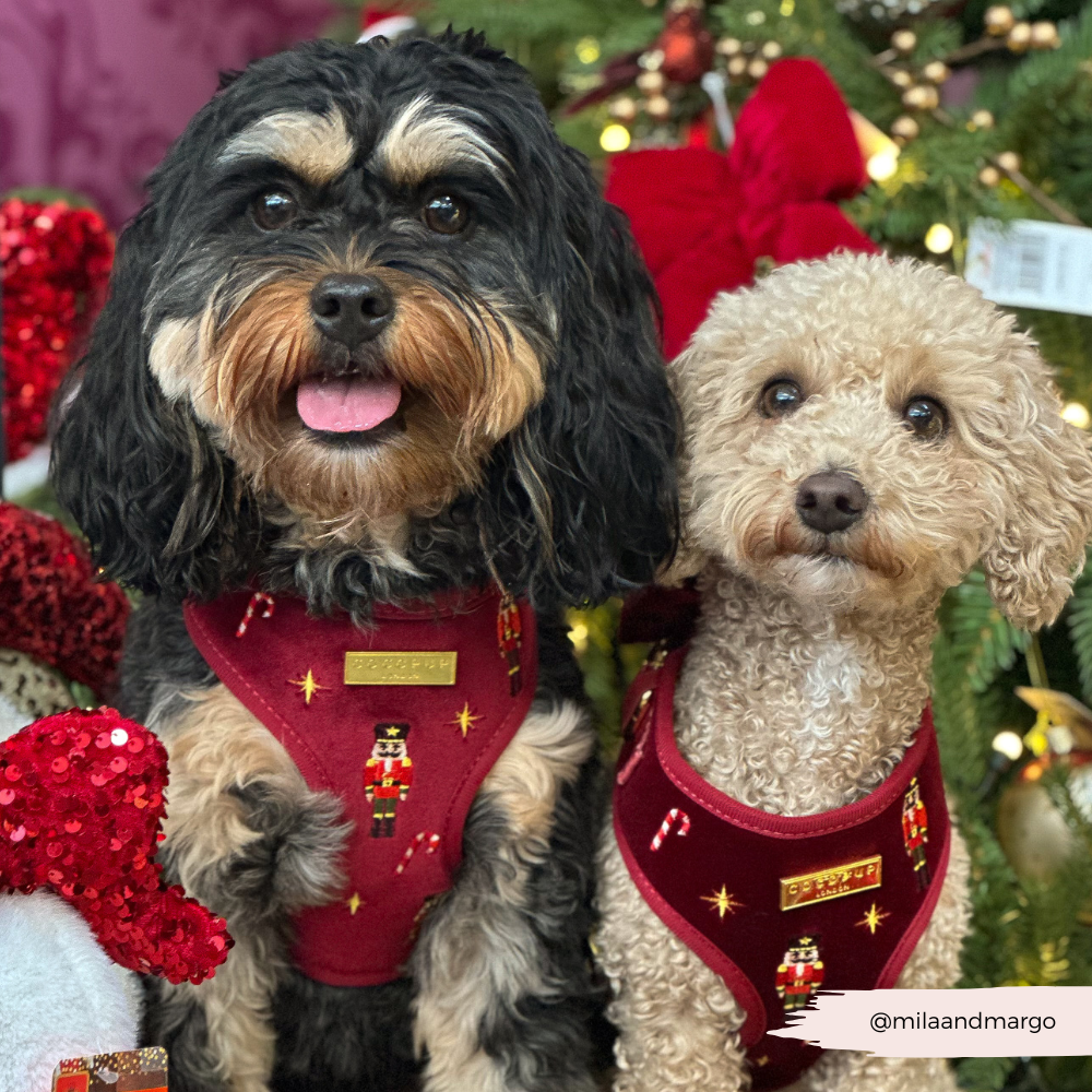 The Muttcracker Adjustable Neck Harness, Lead & Collar Bundle