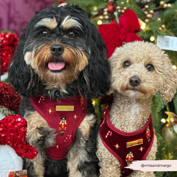 The Muttcracker Adjustable Neck Harness, Lead & Collar Bundle