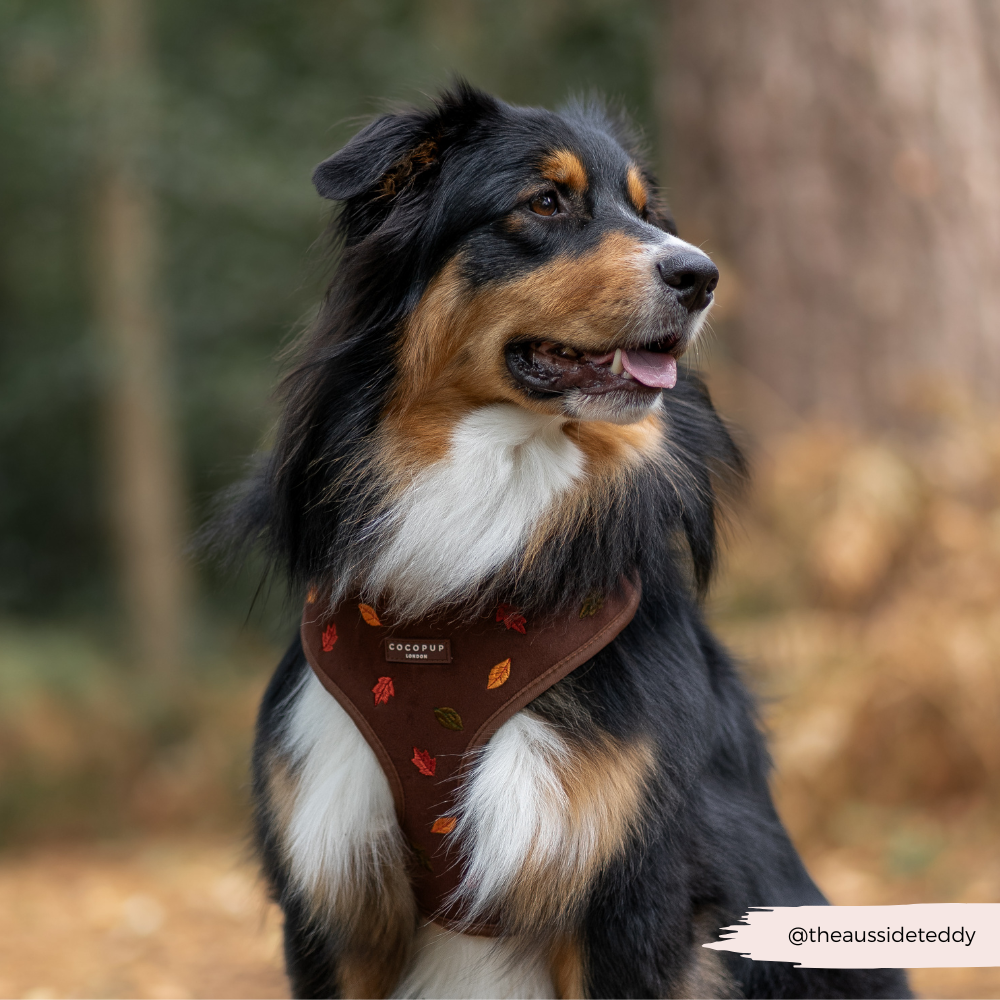 Pawtumn Leaves Adjustable Neck Harness, Lead & Collar Bundle