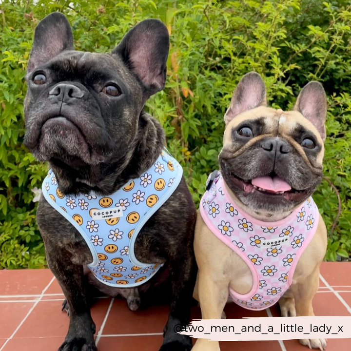 Smiley Pawty Tent Adjustable Neck Harness