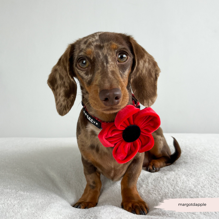 Poppy Collar Flower