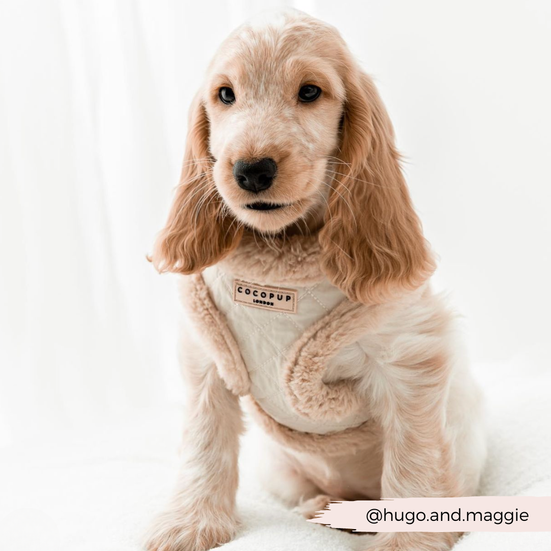 Best collar and lead for cocker spaniel puppy best sale