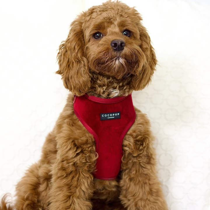 Luxe Velvet Adjustable Neck Harness, Lead & Collar Bundle - Berry Red