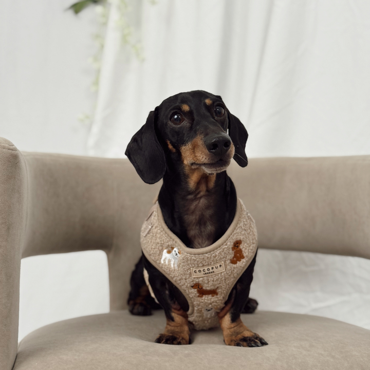 Ralph & Friends Mocha Teddy Adjustable Neck Harness, Lead & Collar Bundle