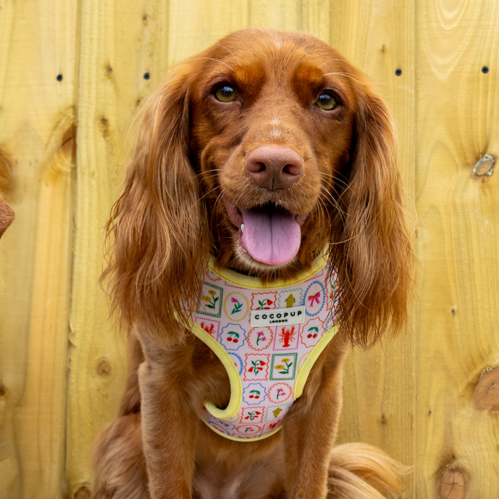 Dolce Vita Adjustable Neck Harness, Lead & Collar Bundle