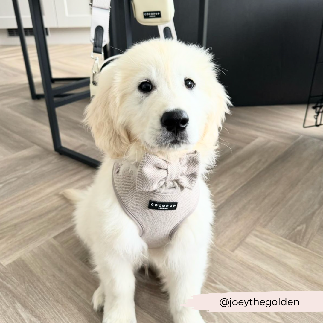 Brown Tweed Adjustable Neck Harness Cocopup London