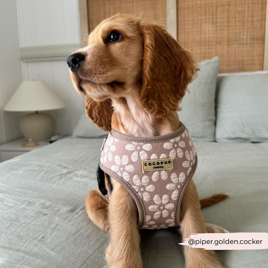 Luxe Mocha Flower Adjustable Neck Dog Harness, Lead & Collar Luxe Mocha Flower Adjustable Neck Dog Harness, Lead & Collar