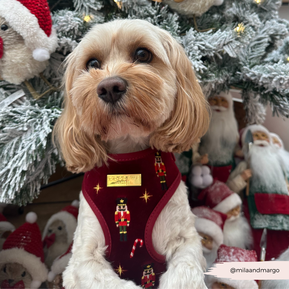 The Muttcracker Adjustable Neck Harness, Lead & Collar Bundle