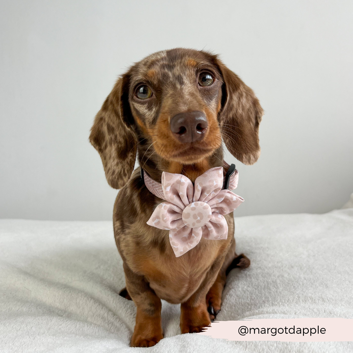 Nude Chic Leopard Collar Flower