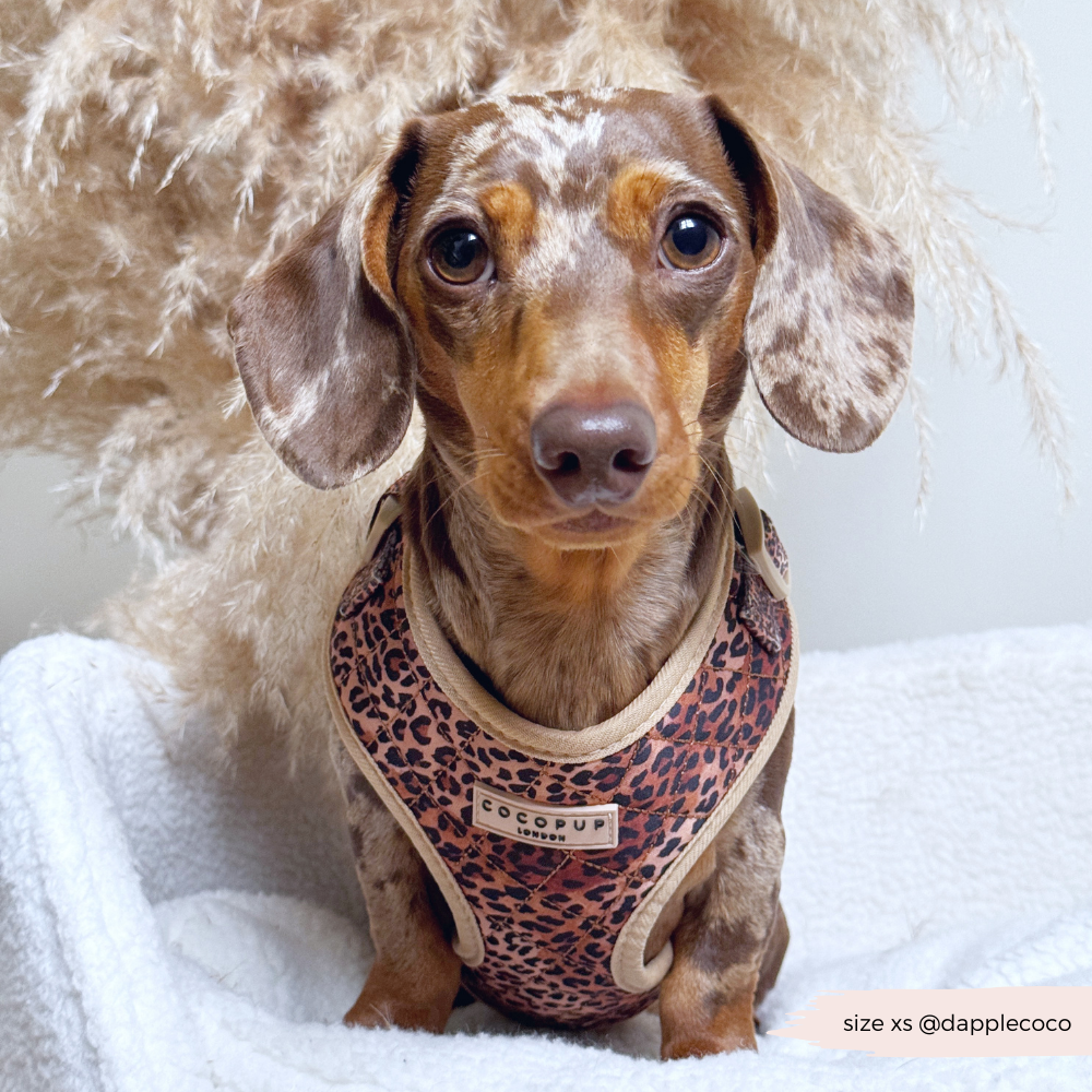 Quilted Leopard Pup Adjustable Neck Dog Harness, Lead Collar