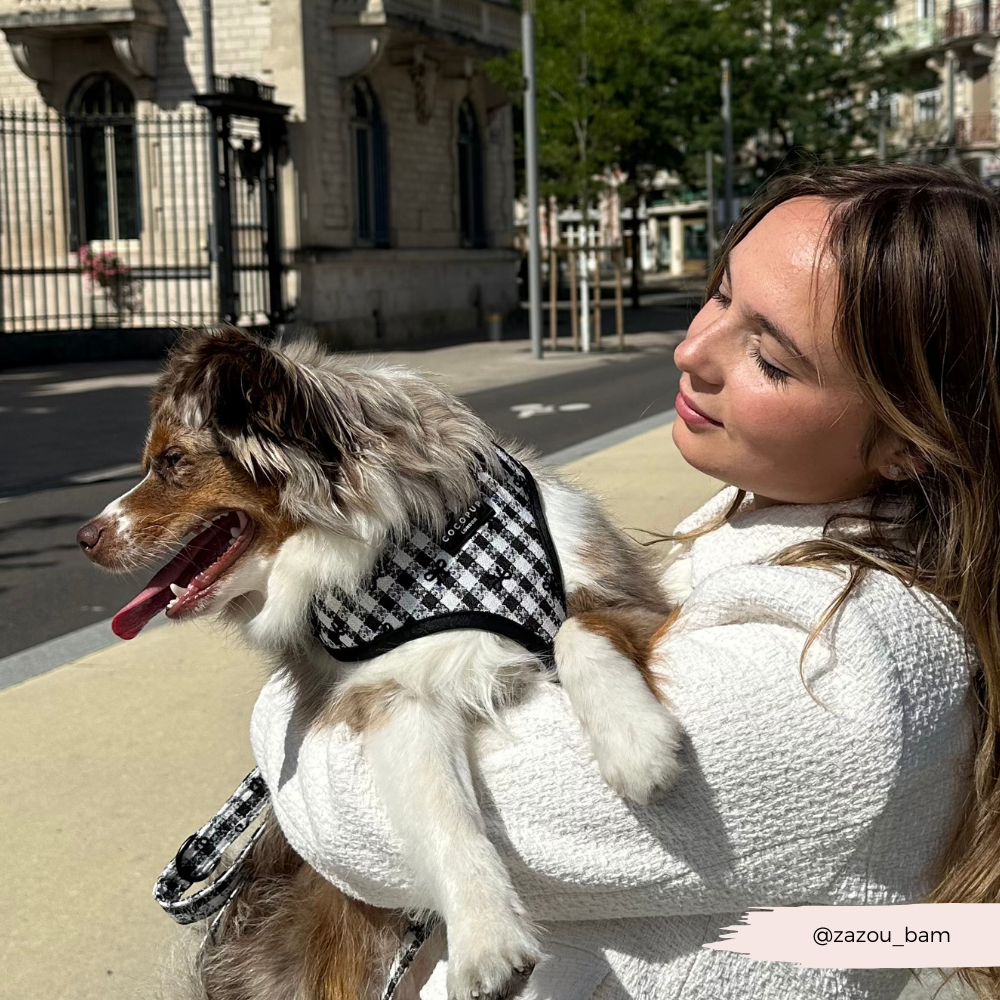 Pup in Paris Adjustable Neck Harness, Lead & Collar Bundle