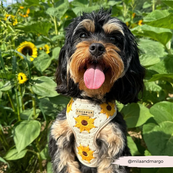 Sunflower Patch Adjustable Neck Harness, Lead & Collar Bundle