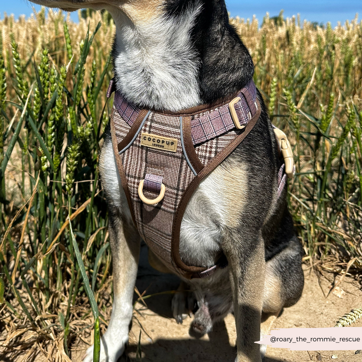 Explore Harness - Pup Plaid