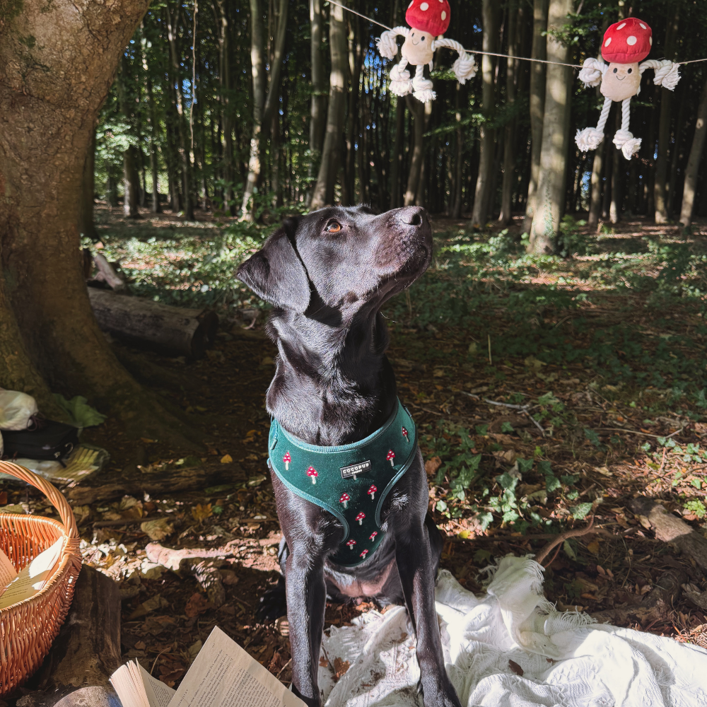 Tallulah Toadstool Dog Toy