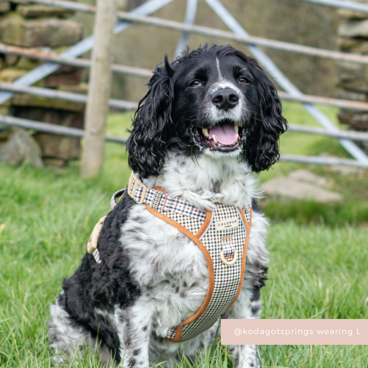 Black and white dog wearing a Cocopup London Heritage Check harness sits on grass near a gate, facing the camera.