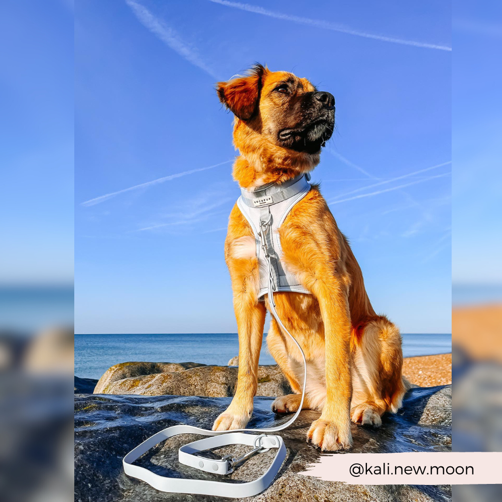 Harness with collar online