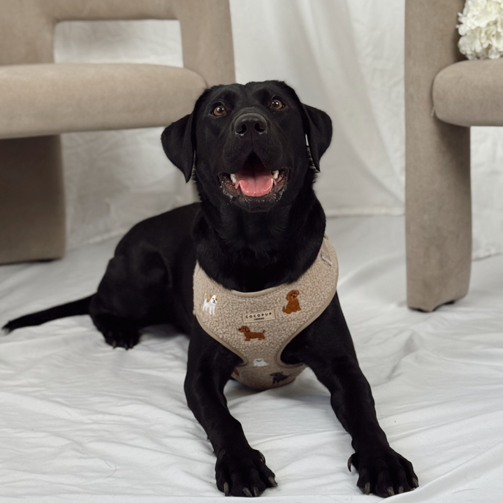 Ralph & Friends Mocha Teddy Adjustable Neck Harness, Lead & Collar Bundle