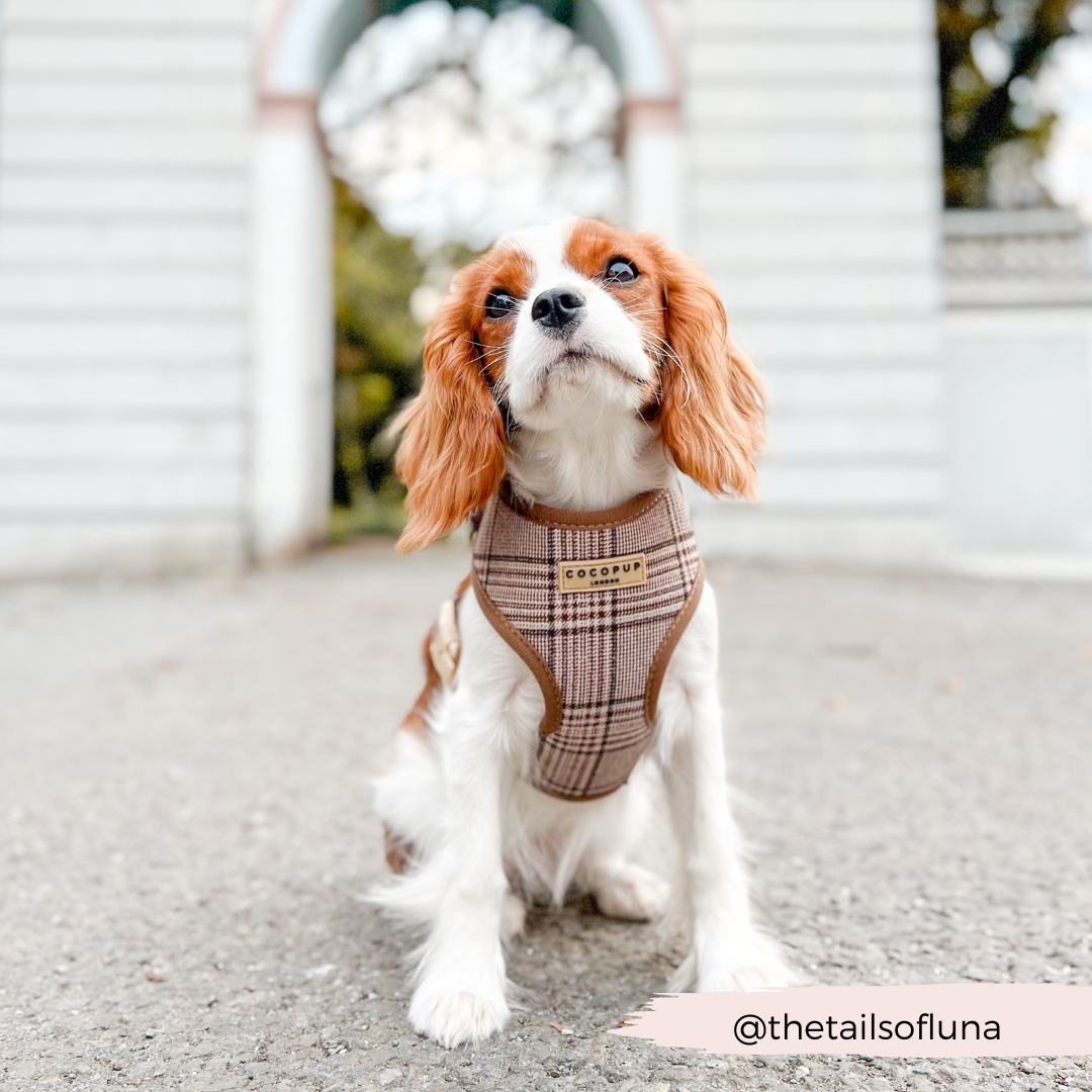 Pup Plaid Adjustable Neck Harness Lead Collar Bundle