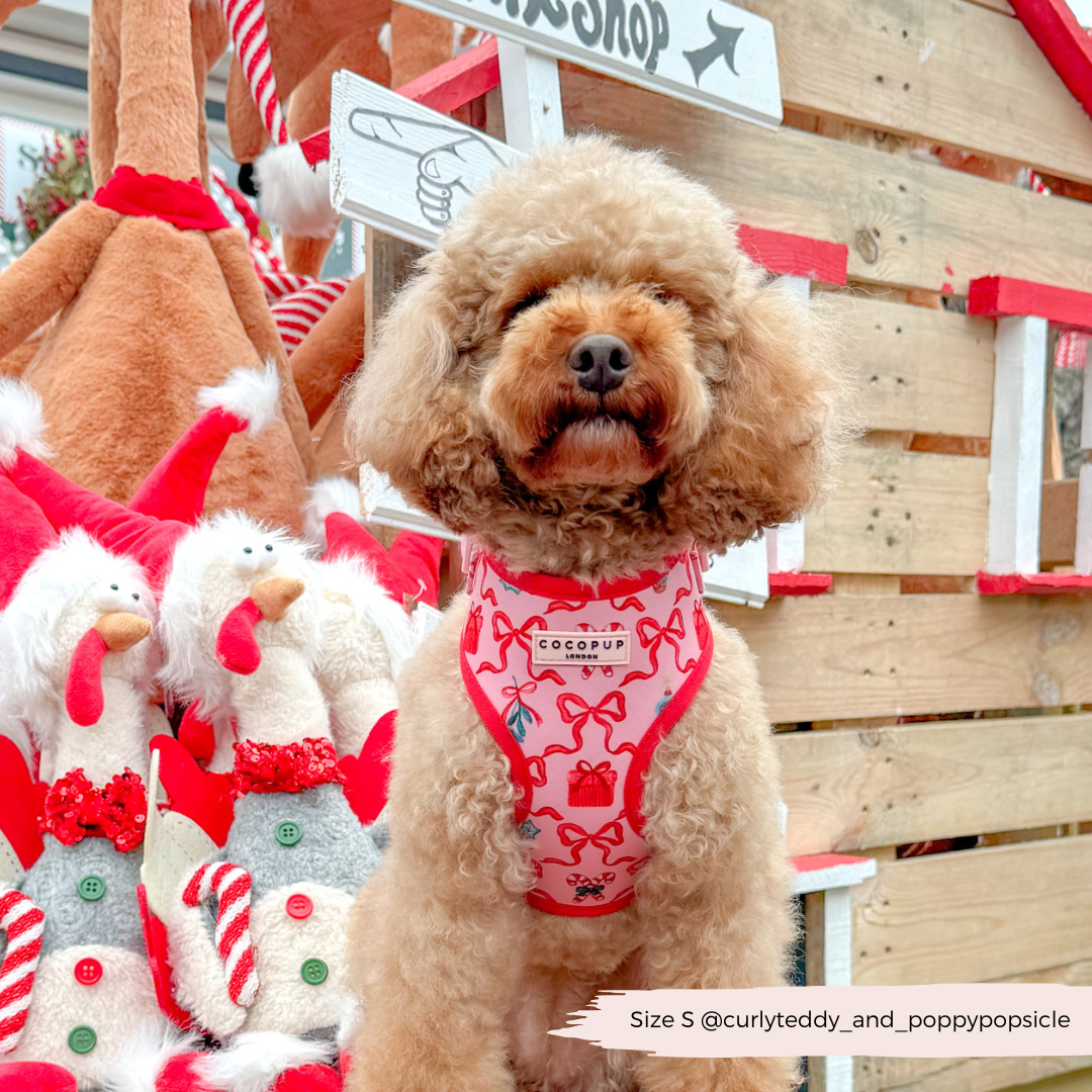 Pupmas Kisses Adjustable Neck Harness, Lead & Collar Bundle