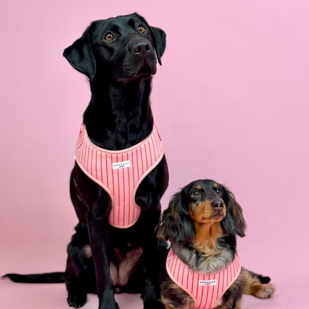 Candy Stripe Adjustable Neck Harness, Lead & Collar Bundle