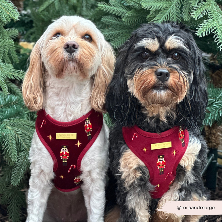 The Muttcracker Adjustable Neck Harness, Lead & Collar Bundle