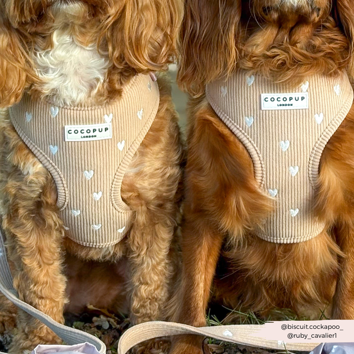 Chai Hearts Adjustable Neck Harness, Lead & Collar Bundle