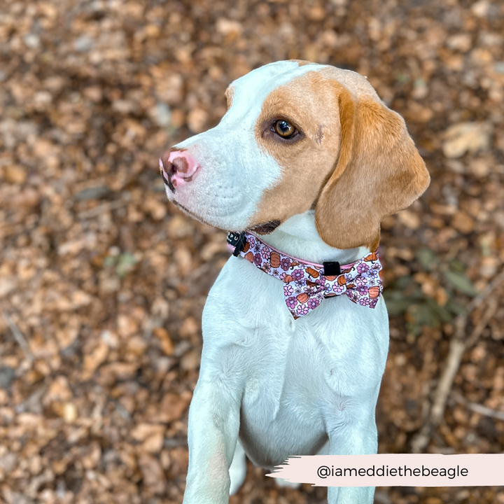 Pup-kin Meadow Bow Tie