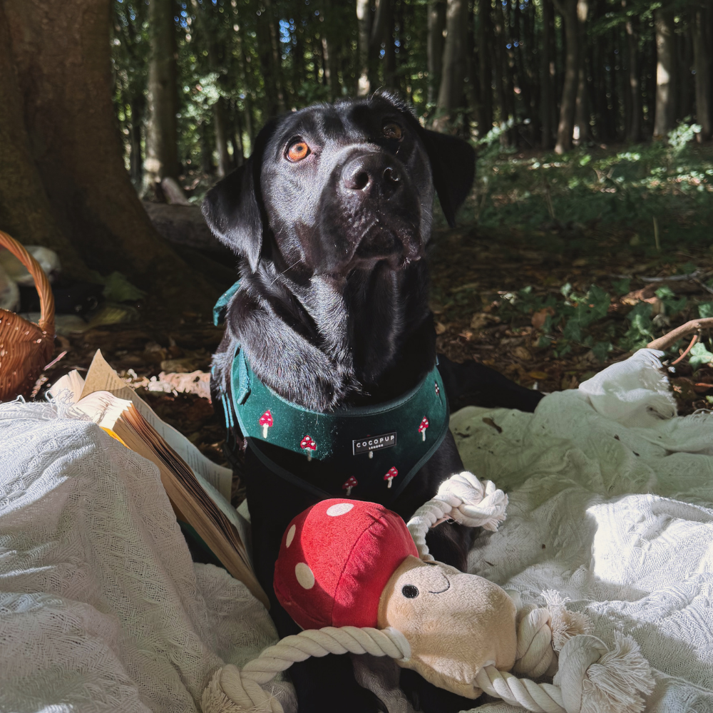 Tallulah Toadstool Dog Toy