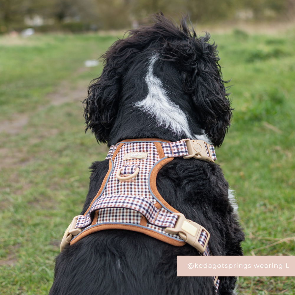 Black and white dog in a Heritage Check Cocopup harness sits on a grassy path, facing away.