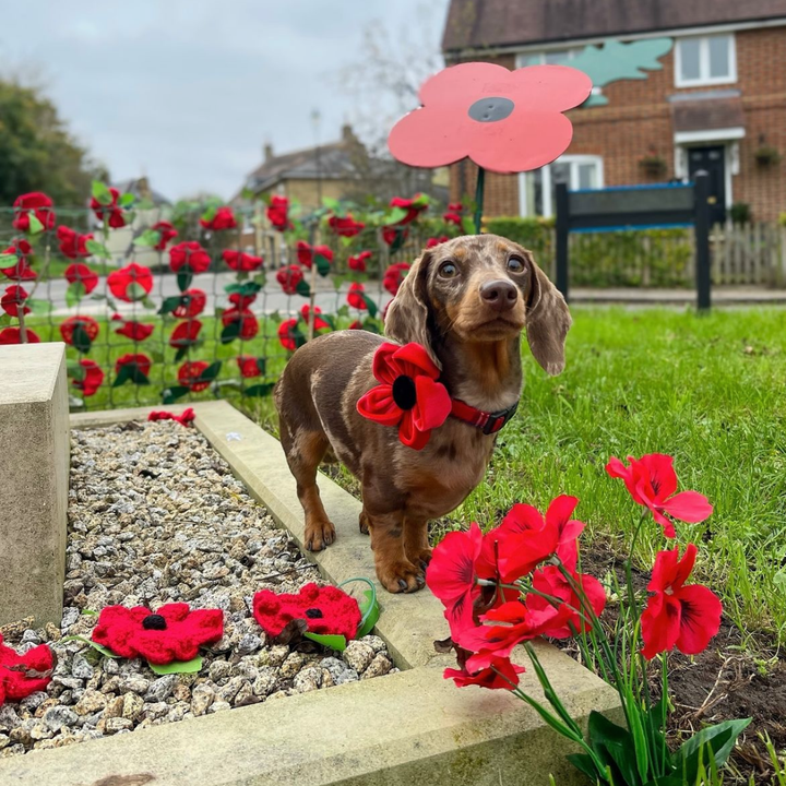 Poppy Collar Flower