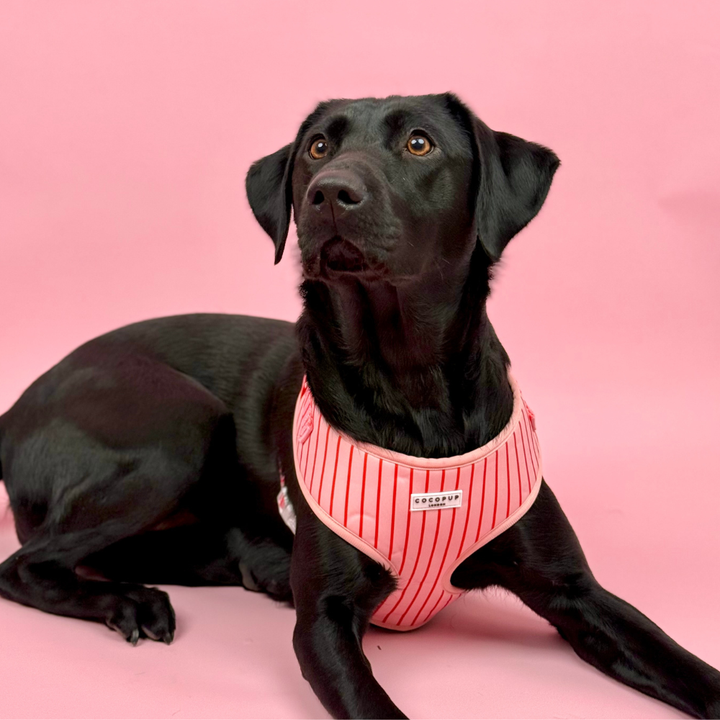 Candy Stripe Adjustable Neck Harness, Lead & Collar Bundle